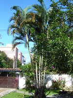 vignette Dypsis lutescens