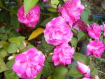 vignette Impatiens