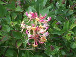 vignette Lonicera