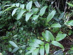 vignette Maianthemum paniculata