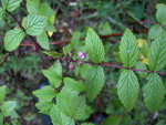 vignette Rubus niveus CHB03.CH15