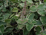 vignette plectranthus ambainicus ou gros thym ou coliole amainicus variegata
