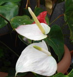 vignette Anthuriums blancs