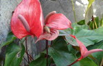 vignette Anthuriums rouges