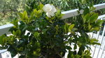 vignette Gardenia jasminoïde