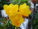 vignette Freesia