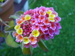 vignette Lantana