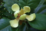 vignette MAGNOLIA Magnolia {Gwillimia} delavayi ?