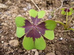 vignette Oxalis Deppei