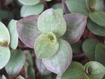 vignette Callisia repens