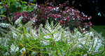 vignette Hebe blanche et Abelia Grandiflora