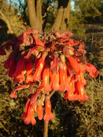 vignette Kalanchoe (Bryophyllum)
