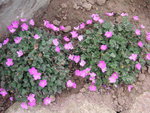 vignette Erodium x variabile 'Bishop's Form'