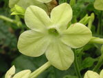 vignette Nicotiana affinis  'Lime green'