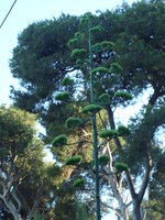 vignette hampe florale d'agave