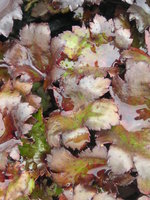 vignette Saxifraga cortusifolia