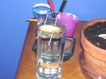 vignette essai de germination (mangue) en eau