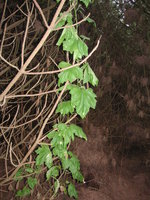 vignette Bryonia cretica ssp dioica - Bryone ou Navet du diable