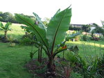 vignette ensete ventricosum