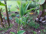 vignette Heliconia rostrata