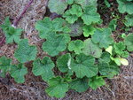 vignette Rubus pentalobus = Rubus calycinoides
