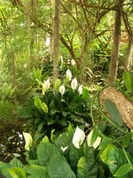 vignette spathiphyllum