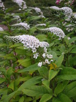 vignette Lysimachia clethroides