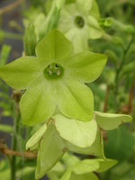 vignette Nicotiana affinis 'Lime green'