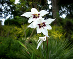 vignette Acidanthera bicolor syn. Gladiolus Callianthus (Glaïeul d'Abyssinie) parfumée!