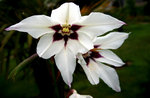 vignette Acidanthera bicolor syn. Gladiolus Callianthus (Glaïeul d' Abyssinie) parfumée !