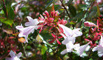 vignette Abelia Grandiflora ( détail)