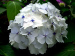 vignette Hortensia macrophylla Blanc