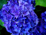 vignette Hortensia macrophylla Bleu