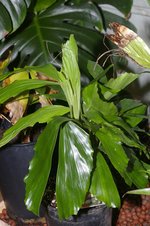 vignette Reinhardtia gracilis