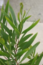 vignette Acacia longifolia
