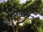 vignette Quercus suber - Chêne liège