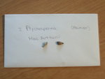 vignette graines de ptychosperma 'mac arthurii'