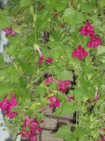 vignette lophospermum  vigne cascade