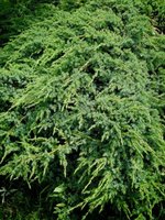 vignette Juniperus squamata (blue-green)