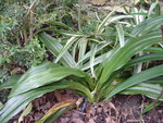 vignette Tupistra chinensis