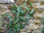 vignette Ficus sarmentosa henryi