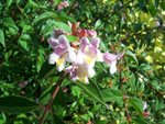 vignette Abelia engleriana  / Caprifoliaces  / Chine