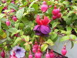 vignette Fuschia