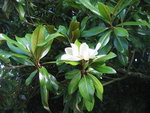 vignette magnolia grandiflora