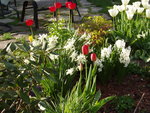 vignette tulipes et jacinthes