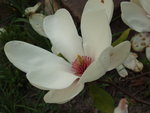 vignette magnolia sa fleur