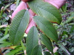 vignette Rubus calophyllus