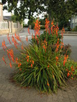 vignette Watsonia orange