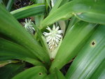 vignette Tupistra chinensis