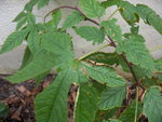 vignette Rubus crataegifolius